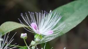 Image result for Capparaceae