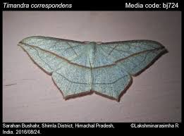 Image result for Timandra griseata