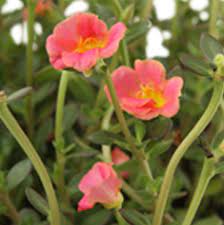 Descubre la mejor forma de comprar online. Planta Amor De Un Rato 6 The Home Depot Mexico