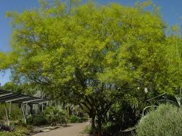 Image result for Parkinsonia aculeata