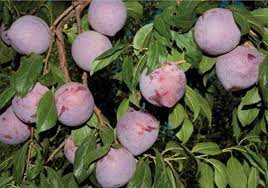 Check spelling or type a new query. Dave Wilson Nursery Fruit Tree Order For The Plant Foundry The Plant Foundry