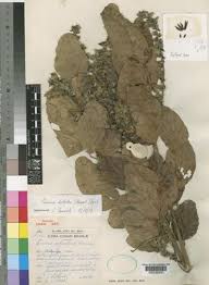 Image result for Eminia antennulifera