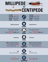 2 pairs of legs per body segment; Millipede Vs Centipede