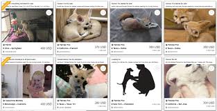 Find the right breed, and the perfect puppy at puppyfind.com. The Online Trade In Pet Tigers And Wolves Is Blowing Up Here Is How We Can Stop It