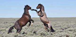 Wild Horses Are Again Losing Their Home On The Range The Atlantic