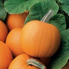 Preparing the soil for growing pumpkins. How To Grow Pumpkins How Tos Diy