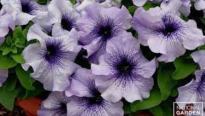 Petunia Limbo Gp Blue Veined F1 Grandiflora Petunia With Lavender Blue Flowers With Dark Blue Veining Very At Edible Garden White And Blue Flowers Petunias