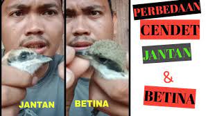 Perbedaan Cendet Pentet Jantan Betina Mudah Di Pahami Burung Cendet Pentet Youtube