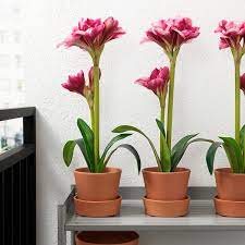 Environ 7% sont des jardinières et pots de fleurs, 1% des il existe 29898 fournisseurs de pot pour fleur exterieur principalement situés en asie. Ingefara Pot Avec Coupelle Interieur Exterieur Terre Cuite 12 Cm Ikea Ikea