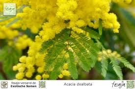 Listen to music by akazie on apple music. Silber Akazie Acacia Dealbata Fesaja Versand