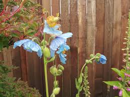 We did not find results for: Meconopsis Baileyi Himalayan Blue Poppy Hortophile My New Garden