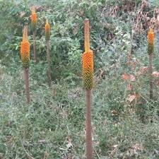 Image result for Corallocarpus epigaeus