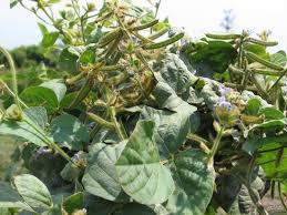 Image result for Calopogonium mucunoides