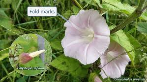 Image result for Convolvulaceae