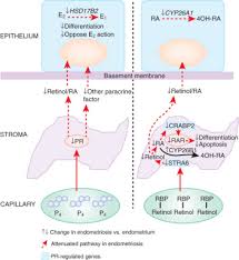 Stage 1 of endometriosis is considered minimal. Endometriosis Sciencedirect