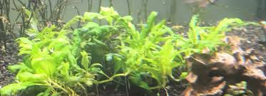 Image result for Hydrostachys polymorpha