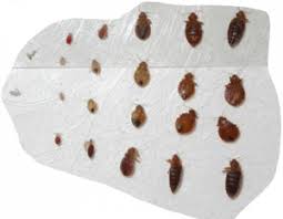 To treat bedbug bites on your baby or child,. 5 Signs Bed Bugs Leave Everywhere They Go Debedbug