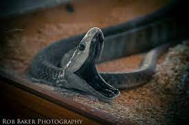 Dendroaspis Polylepis Black Mamba Africa S Most Feared Snake Black Mamba Snake Black Mamba Snake