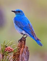Get access to a library of 69,452 free files. 11 Birds Copyright Free Ideas Birds Bird Beautiful Birds