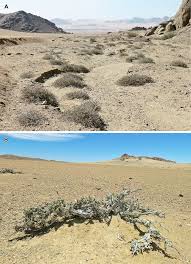 Image result for Petalidium englerianum