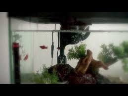 Platy Fish 101: Complete Detailed Care Guide | 2024 Updated