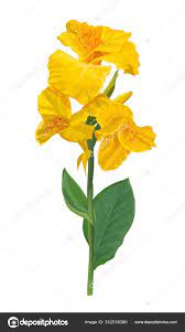 Check spelling or type a new query. Vektorgrafiken Canna Lily Vektorbilder Canna Lily Depositphotos