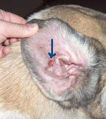 Sgugenetics Signs And Symptoms
