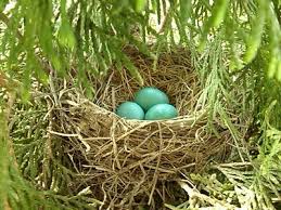 Birds With Their Nest Images Birds Houses Nest Feeders Bathes Nest Bird Nest Love Birds Nest Nest