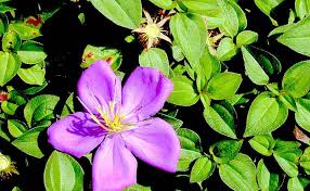 Image result for Dissotis alata