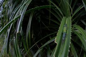 Image result for Crotalaria prolongata