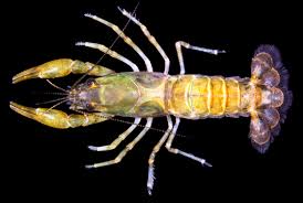 Image result for Gomphia lunzuensis