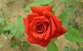 Image result for The best Flower in the world