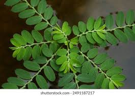 Image result for Phyllanthus pseudoniruri