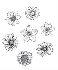 Transparent Flowers For Your Blog Beautiful Flower Drawings Flower Drawing Design Flower Sketches