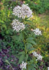 Image result for Stomatanthes