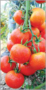 However, as we are a company engaged. Tomato Seeds à¤Ÿà¤® à¤Ÿà¤° à¤• à¤¬ à¤œ In Madhapur Hyderabad Vibha Seeds Id 4085983648