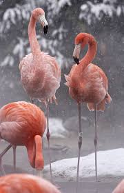 American Flamingo Goruntuler Ile Flamingo Resimler Hayvan Fotografciligi