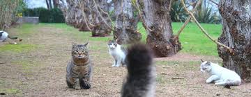 Documents similar to leucemia felina1.pdf. Dieta Vegan En Fiv Inmunodeficiencia Felina Y Felv Leucemia Felina