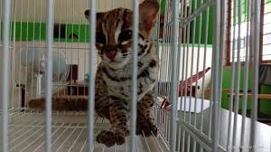 Finding 4 babies of wild asean leopard cat / blacan. Sempat Dikira Anak Harimau Ternyata Yang Masuk Dalam Rumah Di Agam Ini Anak Kucing Hutan Tribunnews Com Mobile
