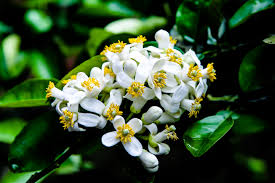 Kết quả hình ảnh cho em và hương bưởi