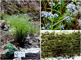 Image result for Haumaniastrum