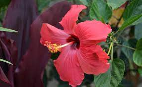 Hibiscus Fairview Garden Center Raleigh Nc