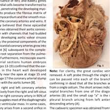 If a ramus intermedius artery is present, the diagonal arteries are. Pdf Clustered Origin Of Left Coronary Artery From The Left Sinus Of Valsalva Uncharacteristic Developmental Event In The Temporally Regulated Process