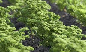 petersilie saen so gelingt s petersilie saen saen krauter pflanzen