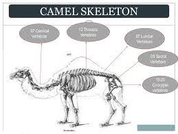 Here you can calculate how many camels your girlfriend or boyfriend is worth. Comparative Study Of Vertebral Column Of Camel Ox And Horse