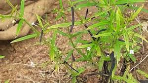 Image result for Oldenlandia herbacea