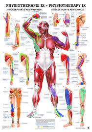 Trigger Points Arms And Legs Laminated Chart