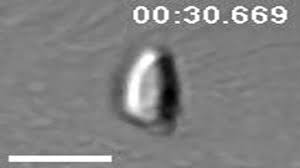 1964 kiss kiss kiss (short) (as tadaiku furukawa). Genetic Impairment Of Parasite Myosin Motors Uncovers The Contribution Of Host Cell Membrane Dynamics To Toxoplasma Invasion Forces Bmc Biology Full Text