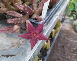 Image result for Orbea melanantha