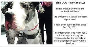 Fayetteville, nc (fay) florence, sc (flo). Lost Found Pets Of The Triangle Nc Fayetteville Nc Found Dog Update He Has Been Pulled By A Rescue Called Mutts 2 Majesty Rescue Found At Raven Rock State